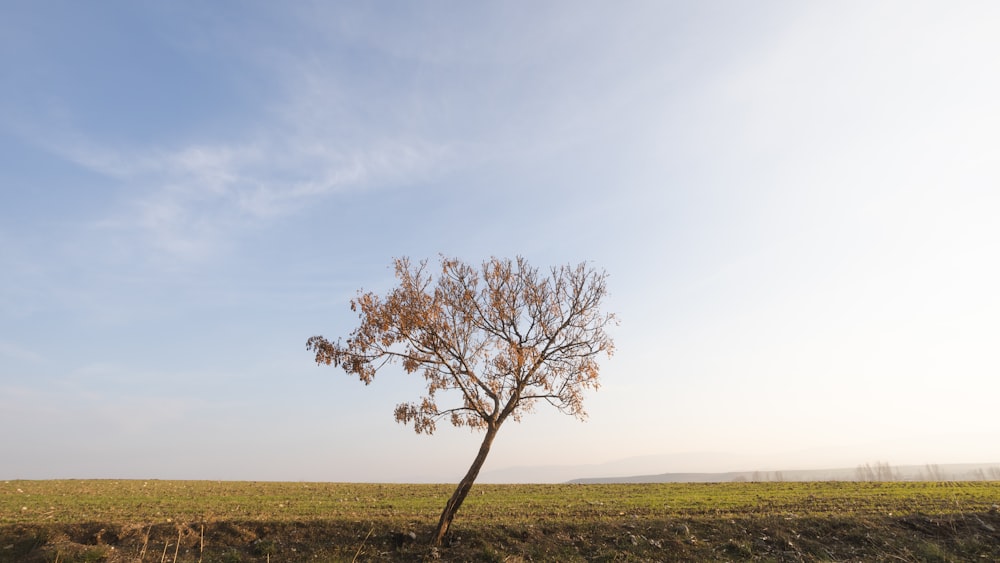 a lone tree stands alone in a field