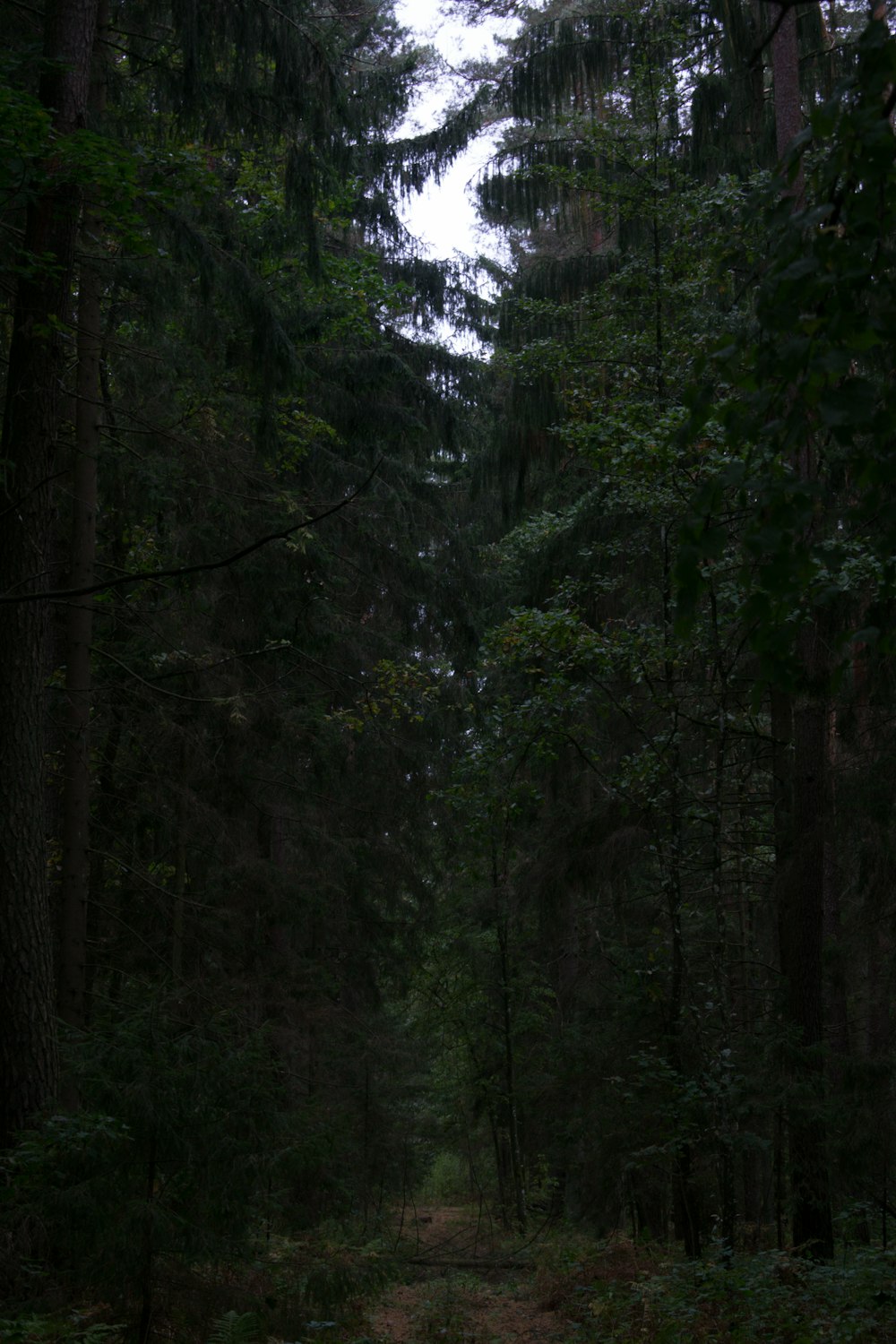a path in the middle of a forest in the rain