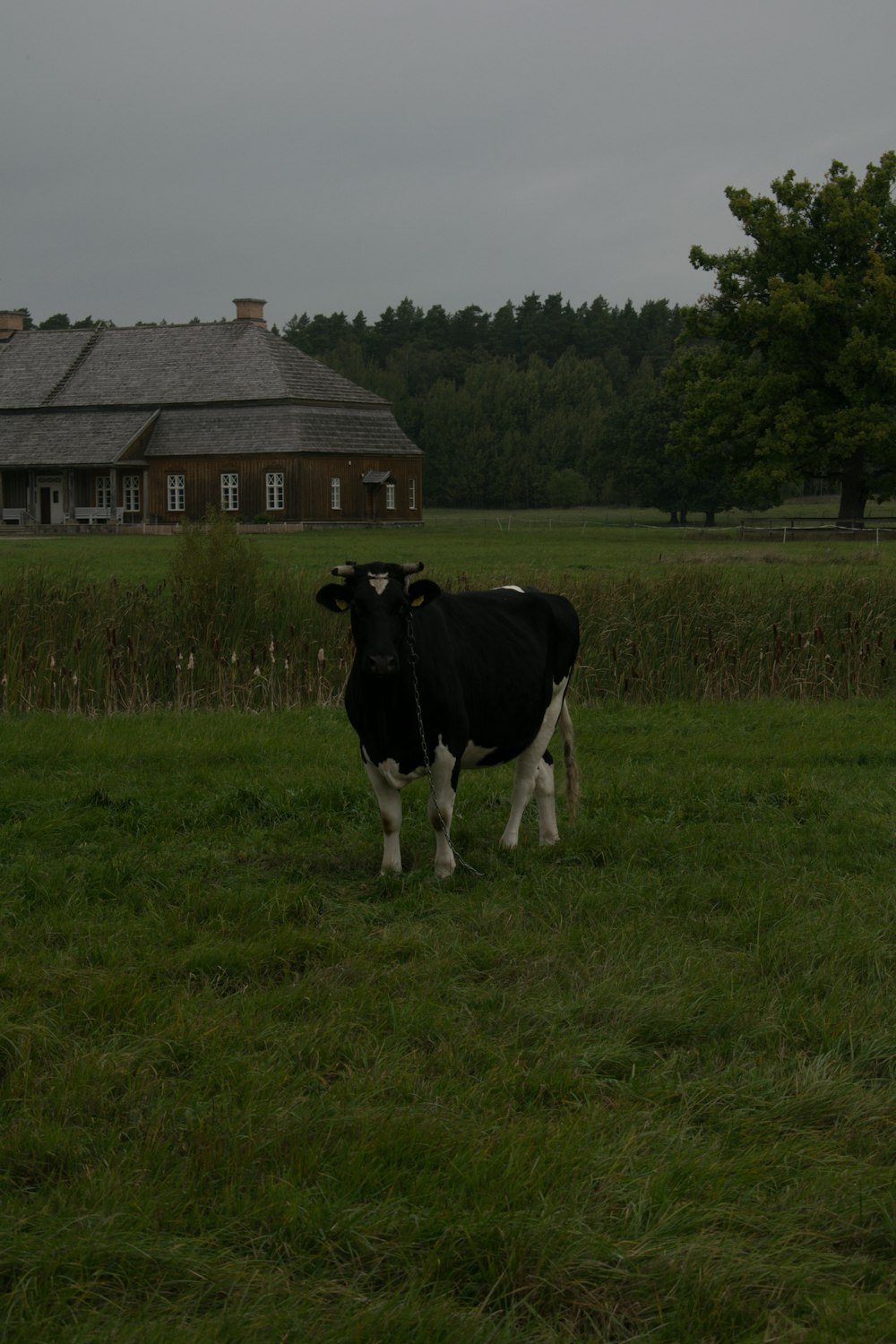 a black and white cow standing on a lush green field