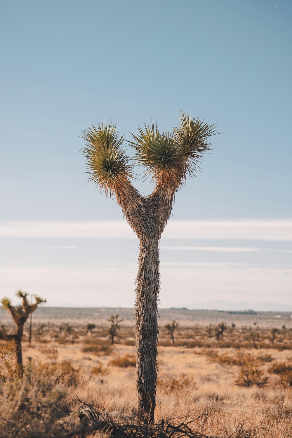 사막 한가운데에 있는 키 큰 선인장 나무