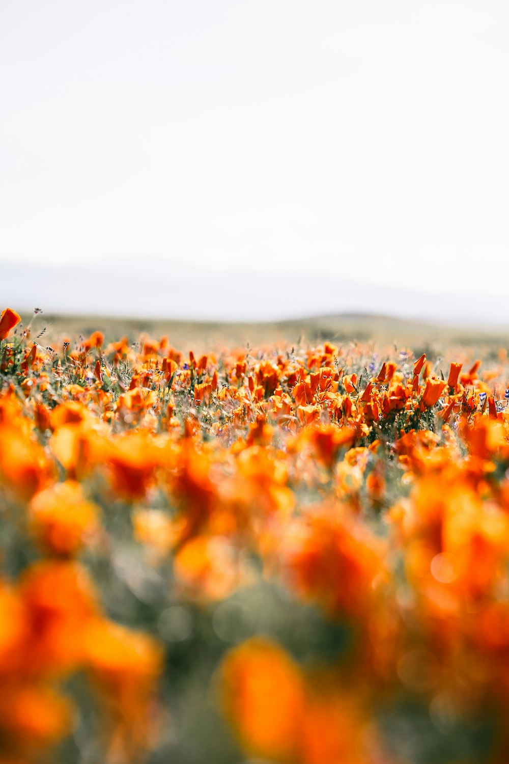 um campo cheio de flores alaranjadas em um dia ensolarado