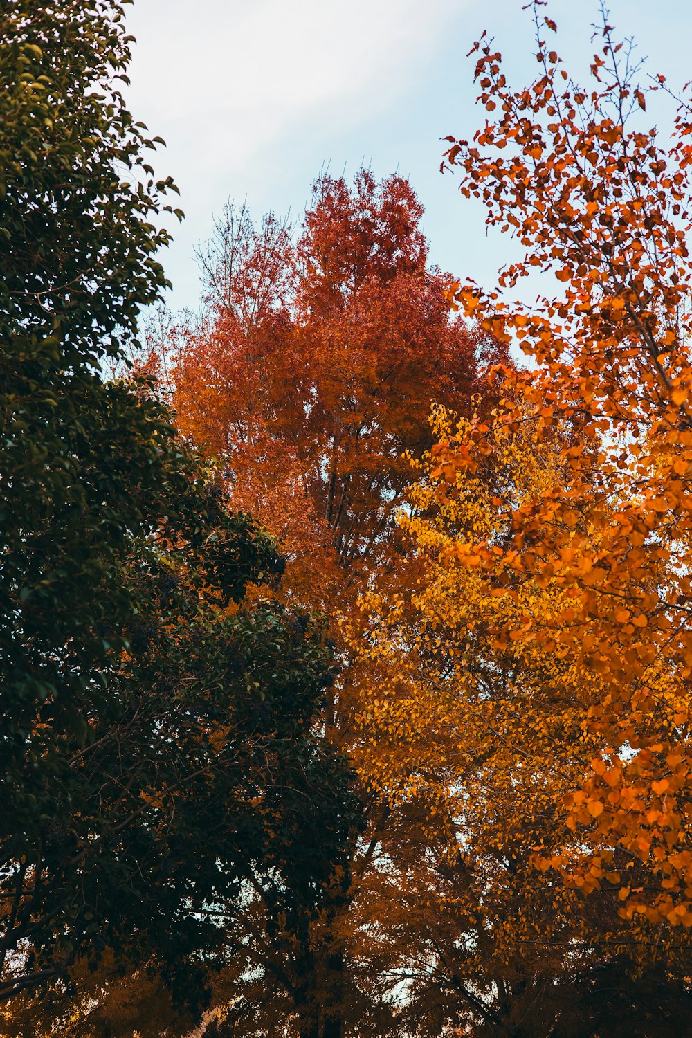 trees with orange and yellow leaves in a park