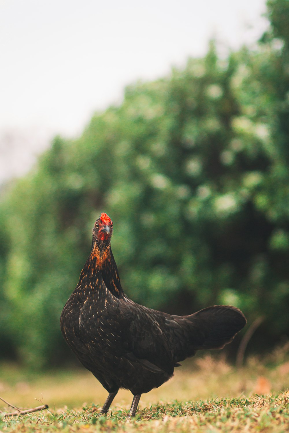 a black chicken standing on top of a grass covered field