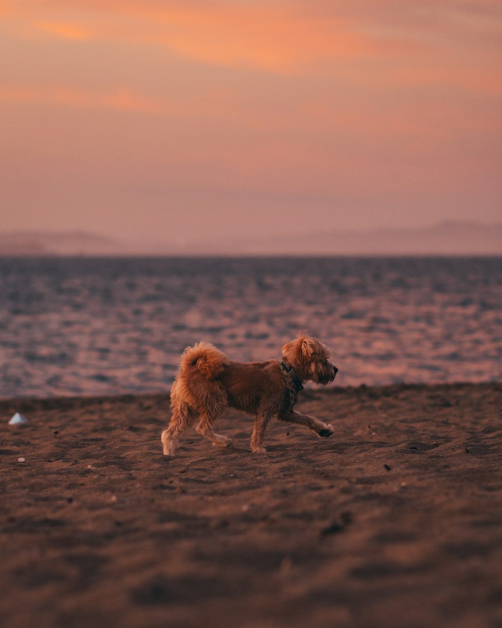 夕暮れ時のビーチを走る犬