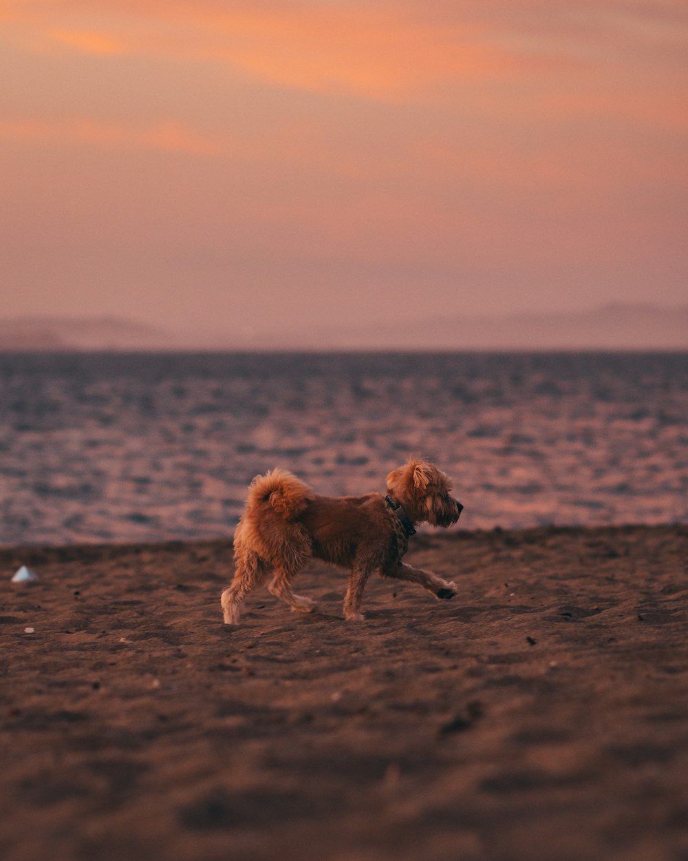 a dog running on the beach at sunset