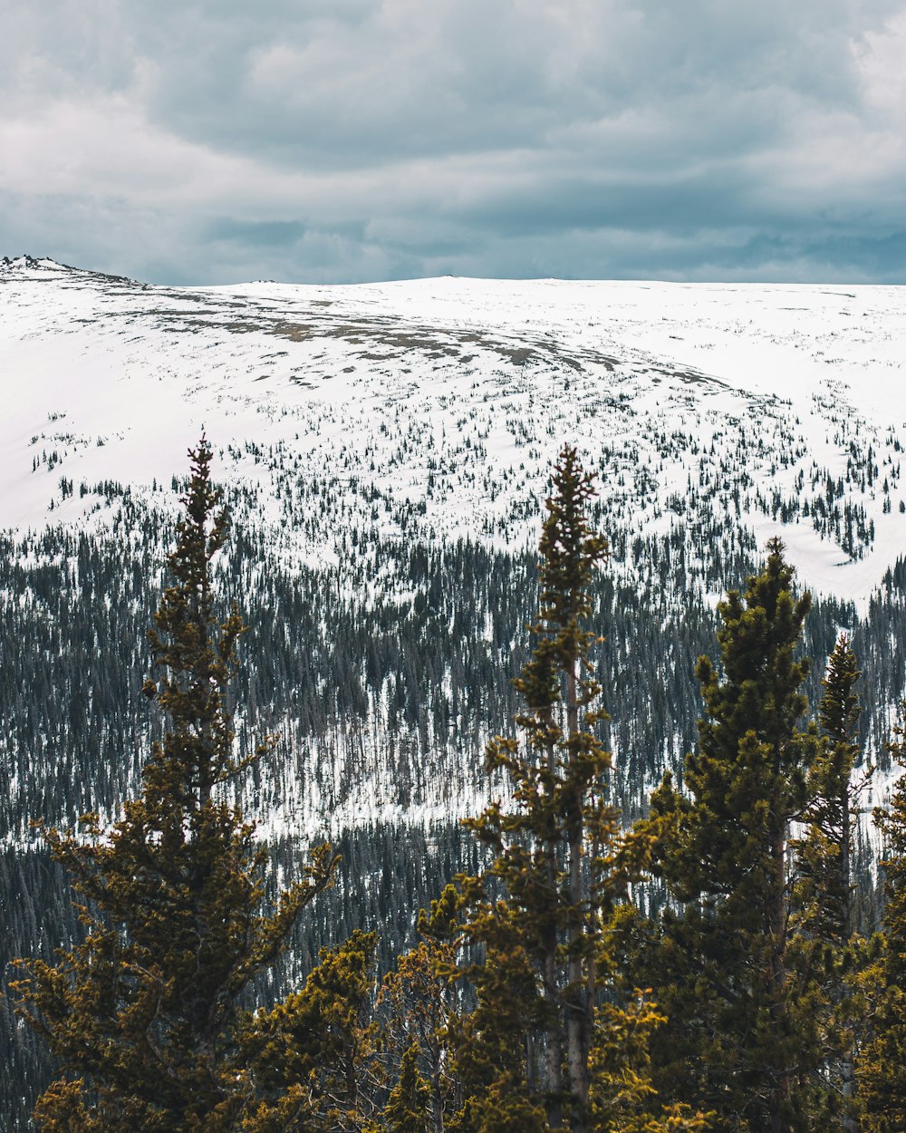 uma montanha coberta de neve com árvores em primeiro plano