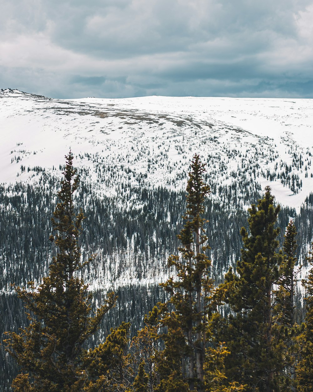 前景に木々が生い茂る雪山