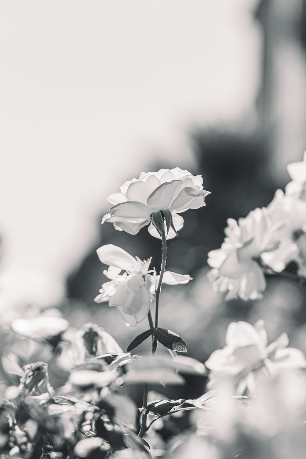 une photo en noir et blanc d’une fleur