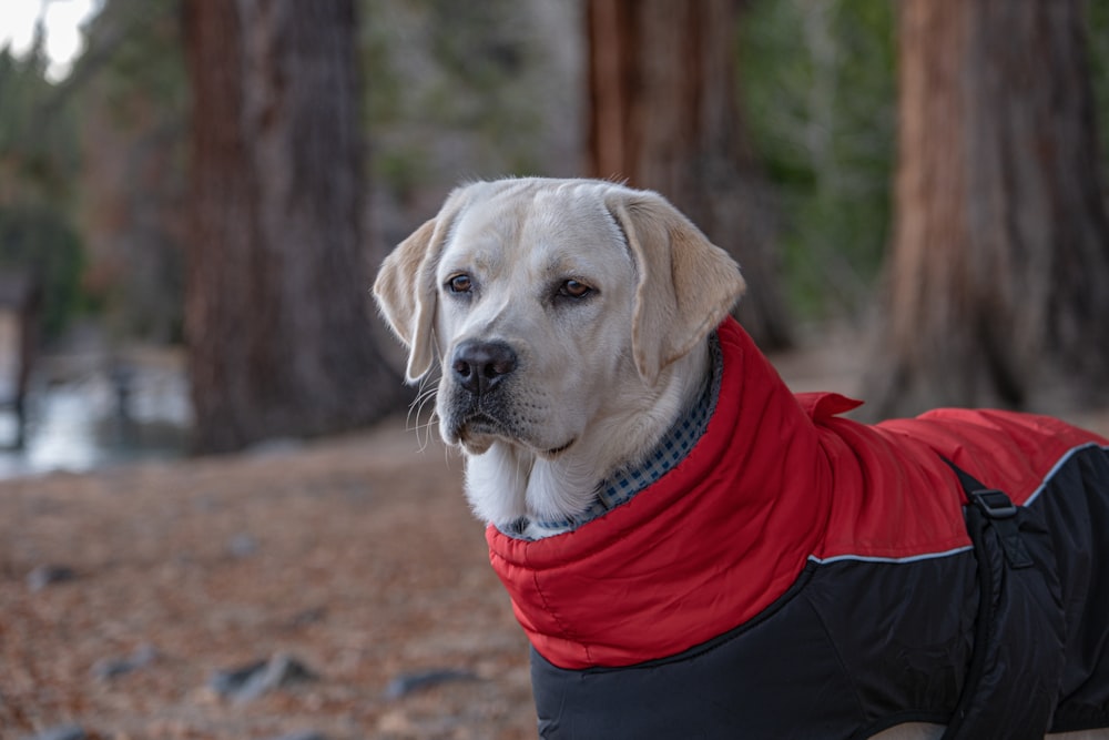 a white dog wearing a red and black jacket