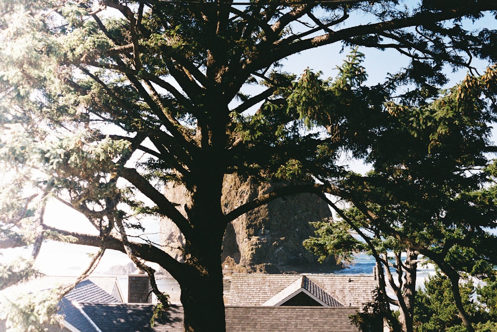 a large tree in front of a house