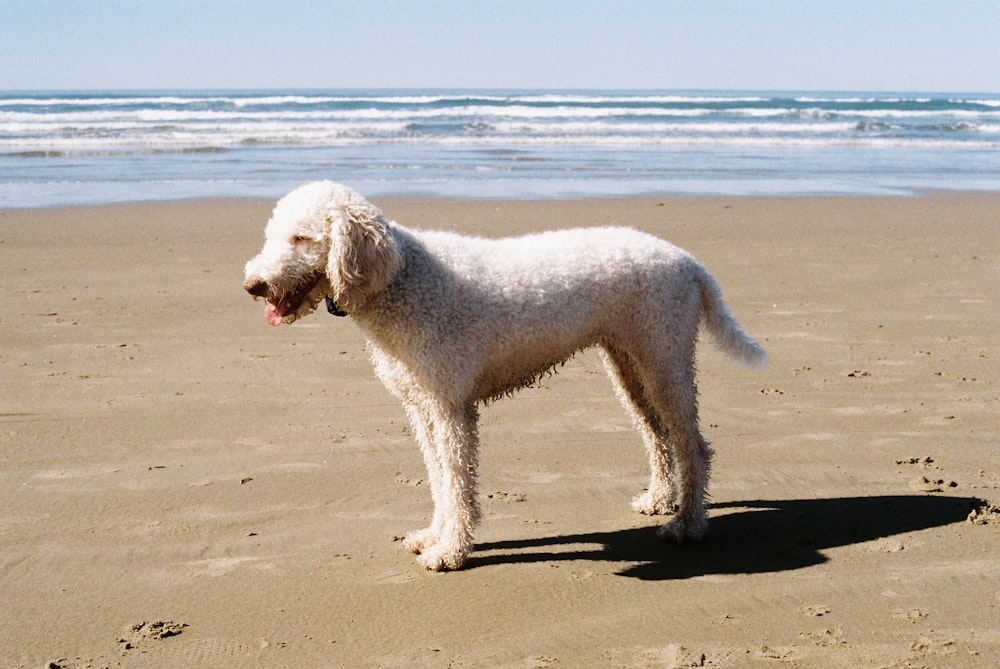 a white dog standing on top of a sandy beach