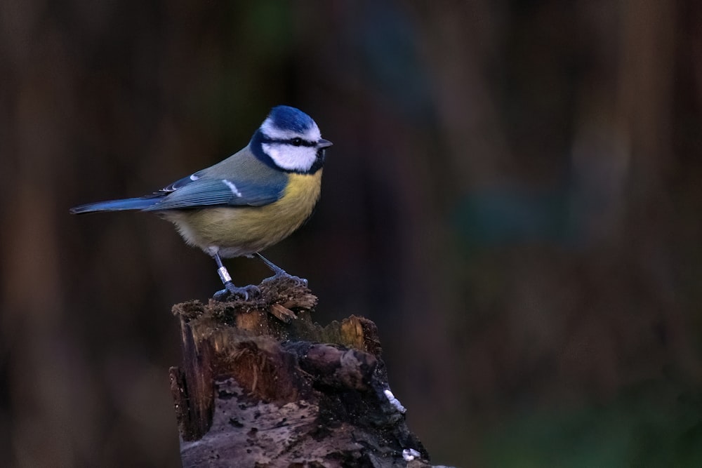 a blue and yellow bird sitting on top of a tree stump