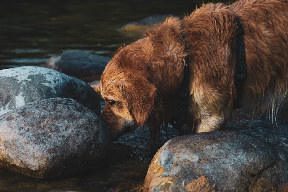 a brown dog standing on top of a river next to rocks