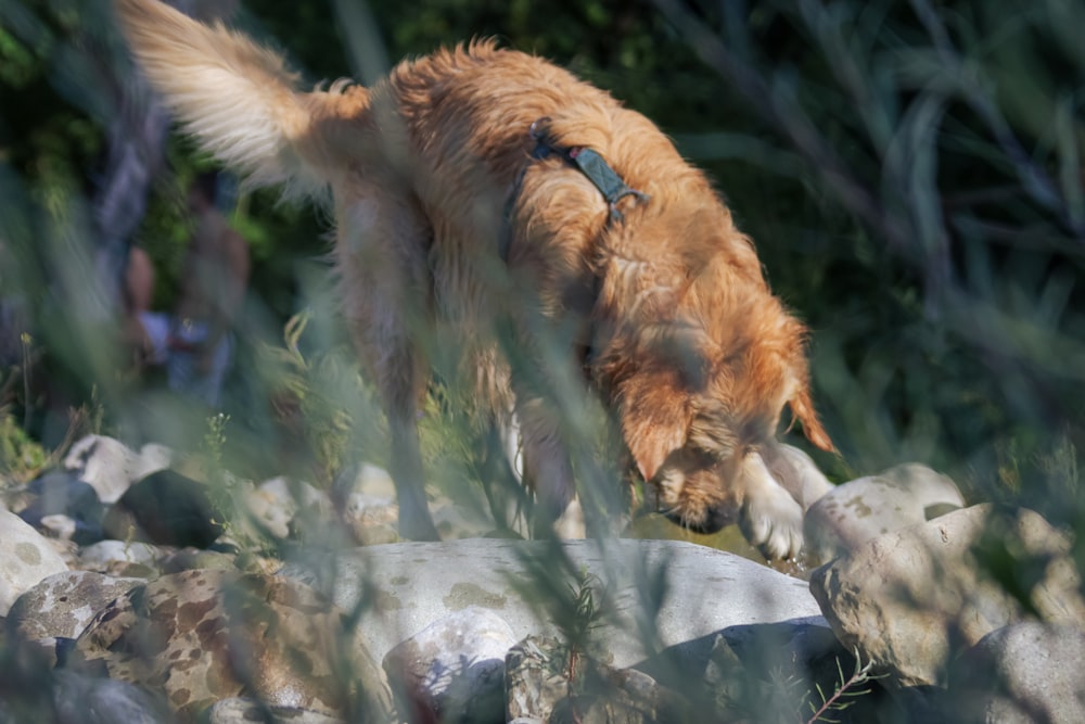 a brown dog standing on top of a pile of rocks