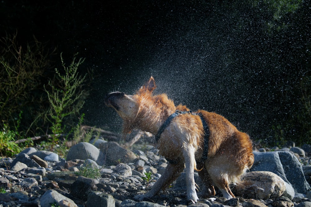 a brown dog standing on top of a pile of rocks