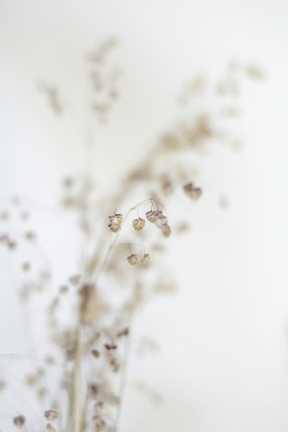 a close up of a vase with flowers in it