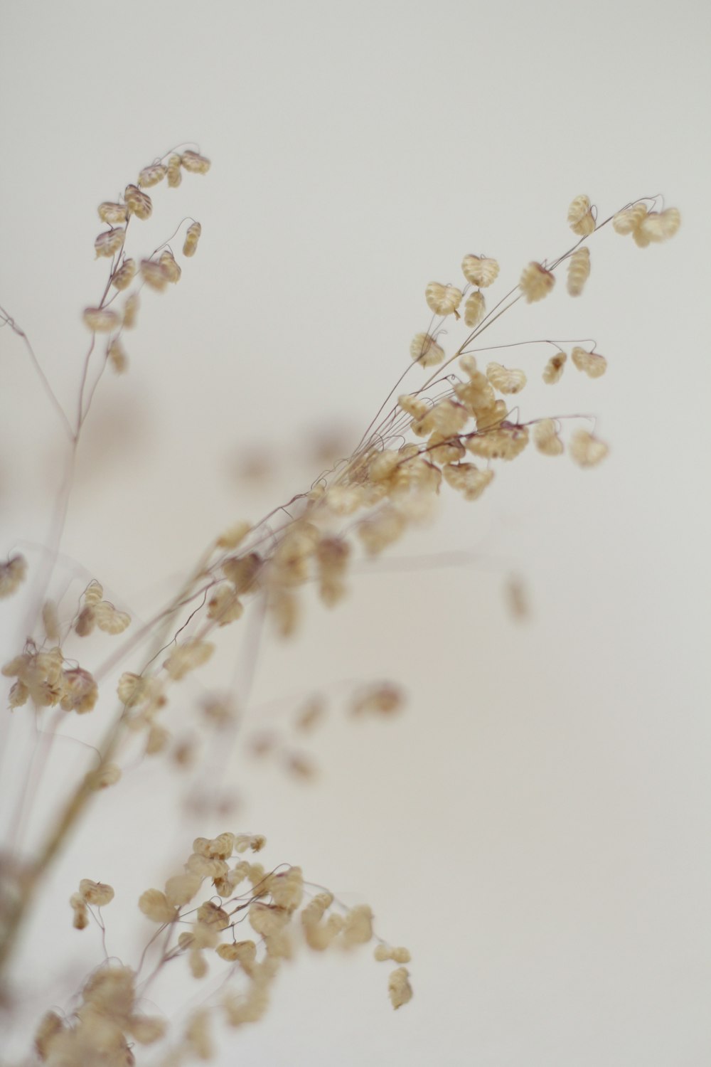 a close up of a flower on a white background