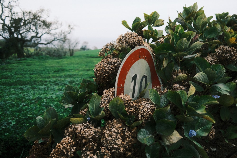 um close up de um sinal de limite de velocidade em um arbusto
