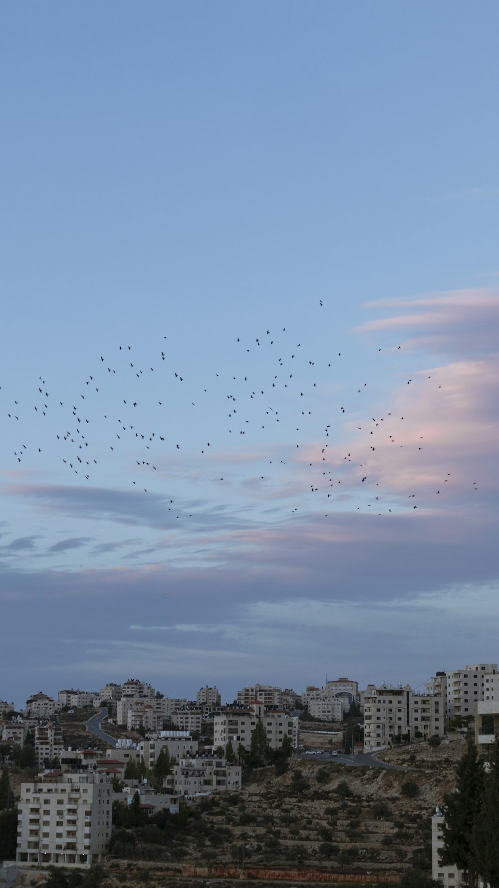 a flock of birds flying over a city