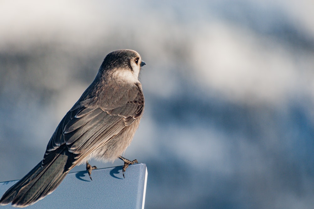 a small bird perched on top of a sign