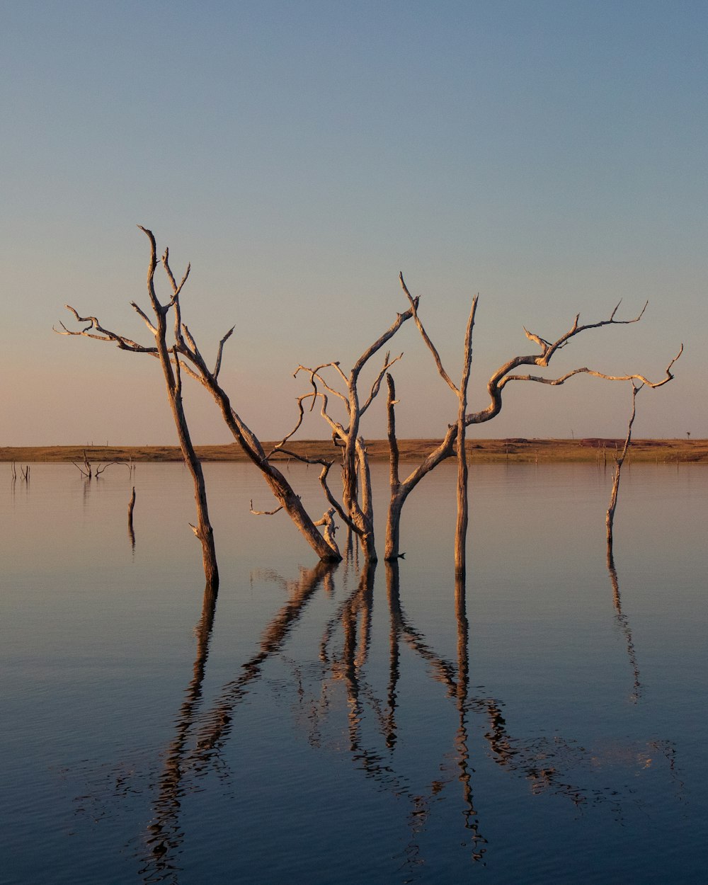 a dead tree in the middle of a body of water