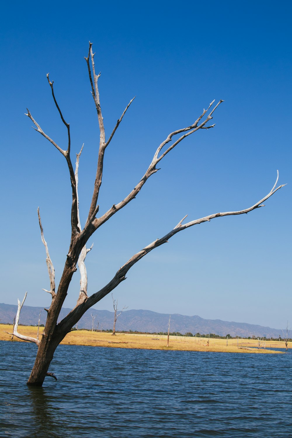 a dead tree in the middle of a body of water