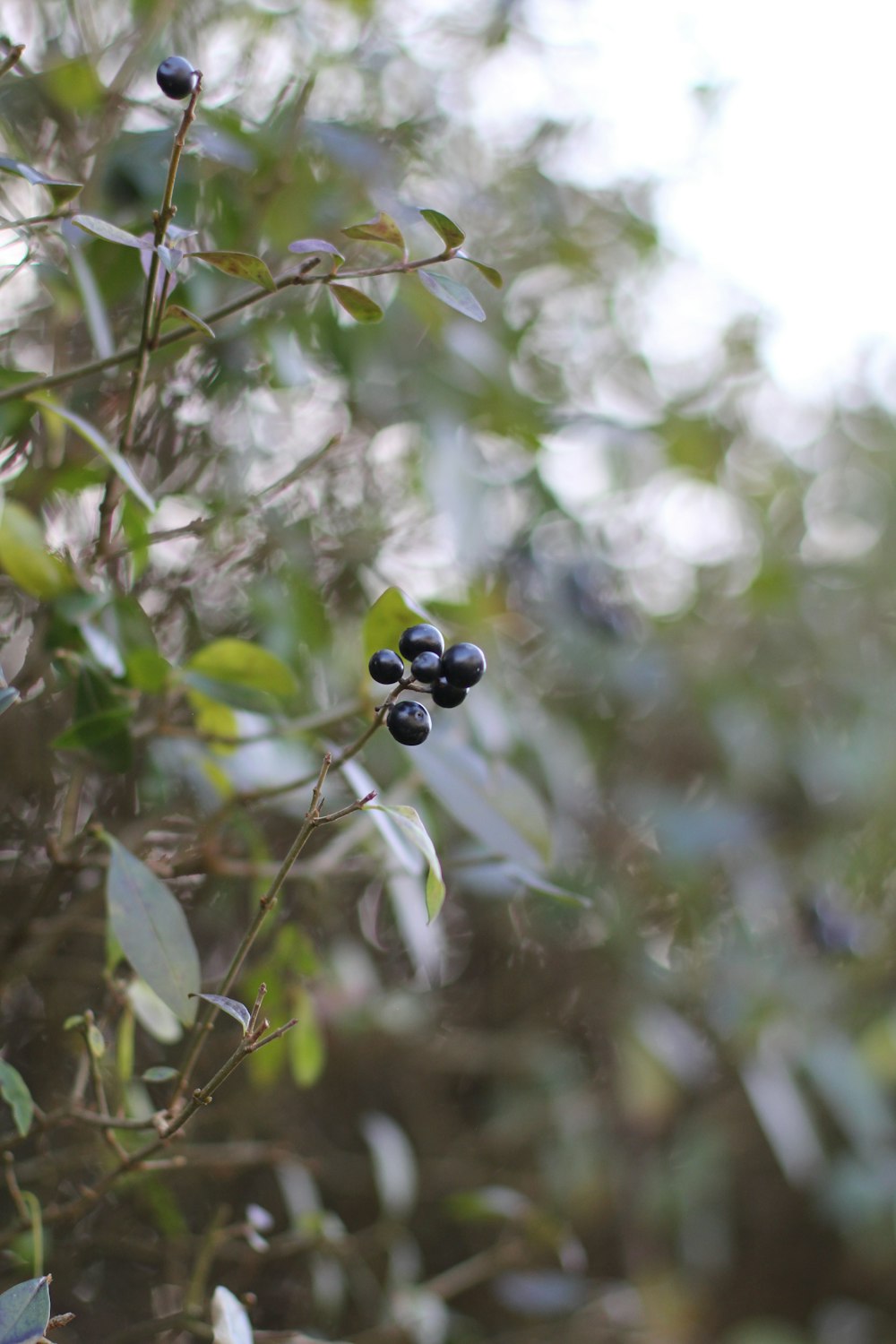 a bunch of berries that are on a tree