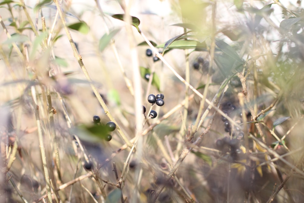 a close up of a plant with berries on it