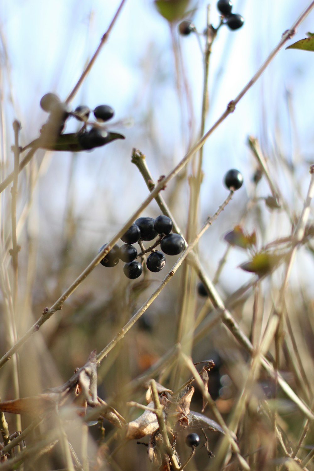 a close up of a plant with berries on it