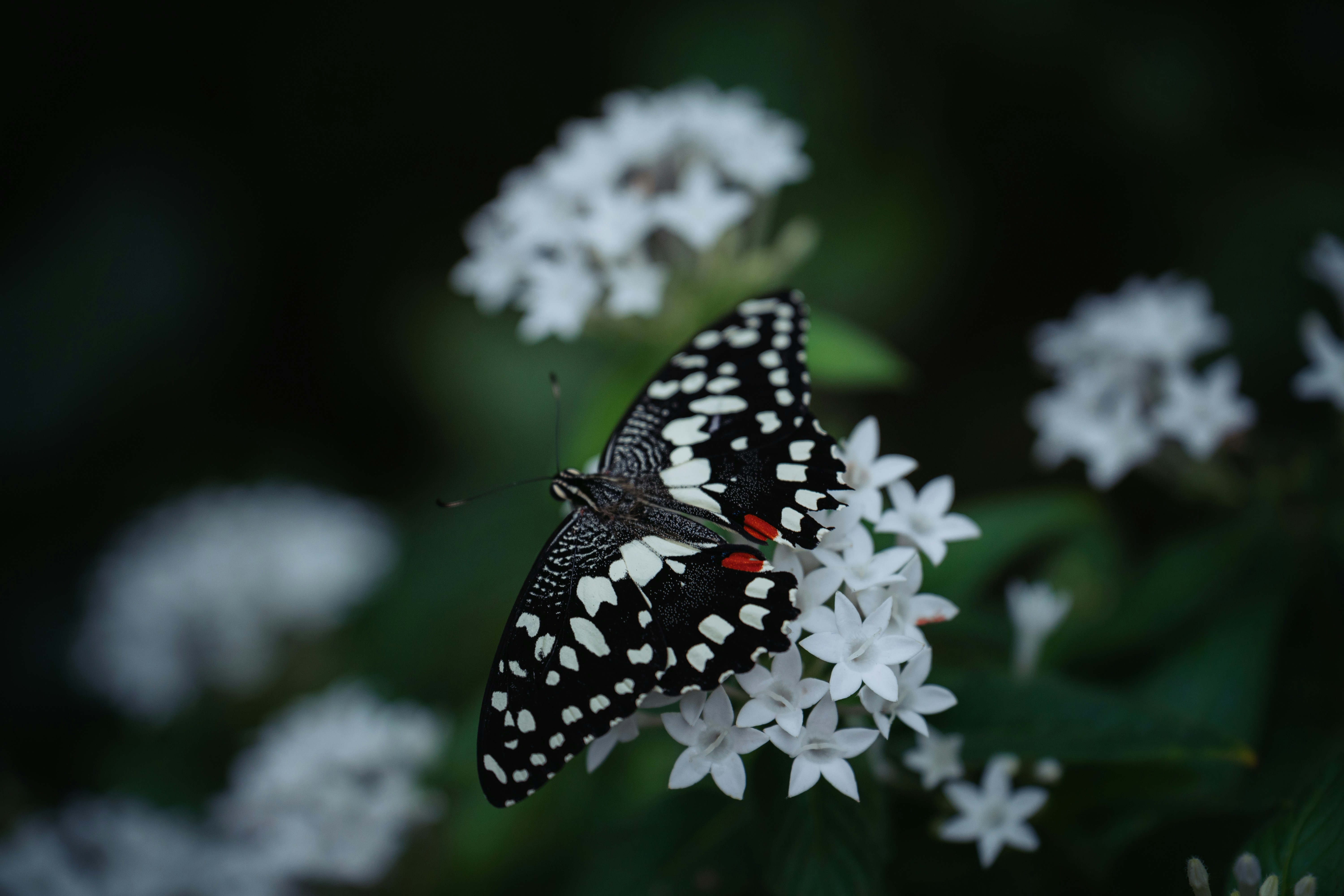 Photo by dermanuskript