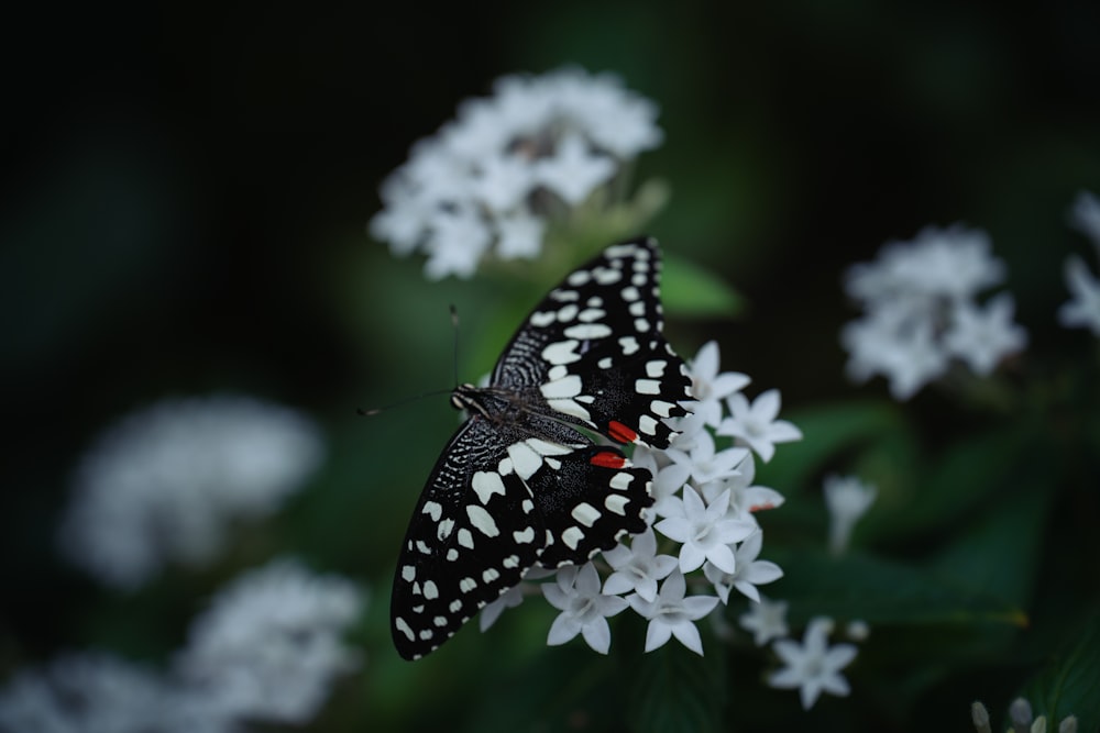 a black and white butterfly sitting on a white flower