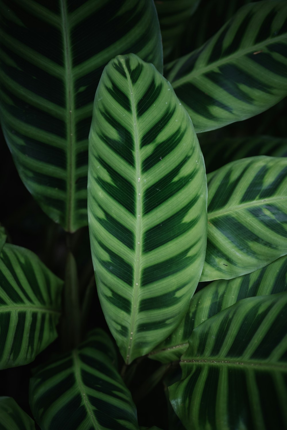 a close up of a green leaf on a plant