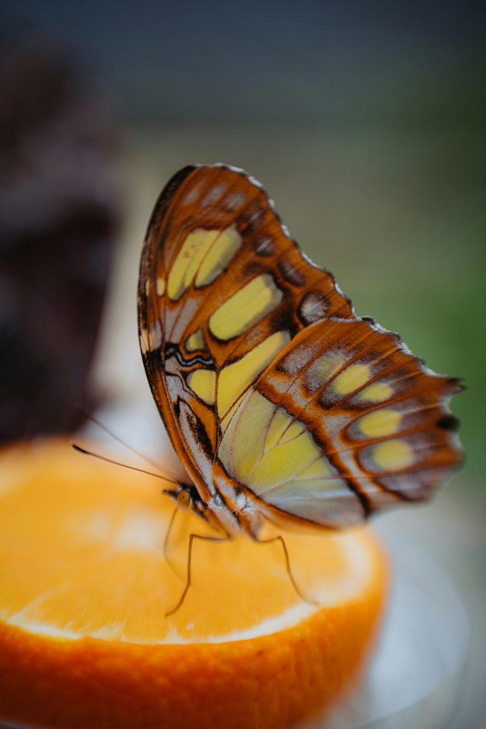 un primer plano de una mariposa en una naranja