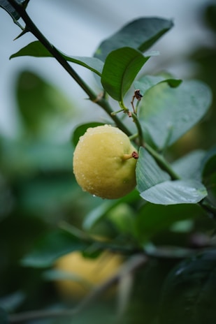 a yellow apple hanging from a tree branch