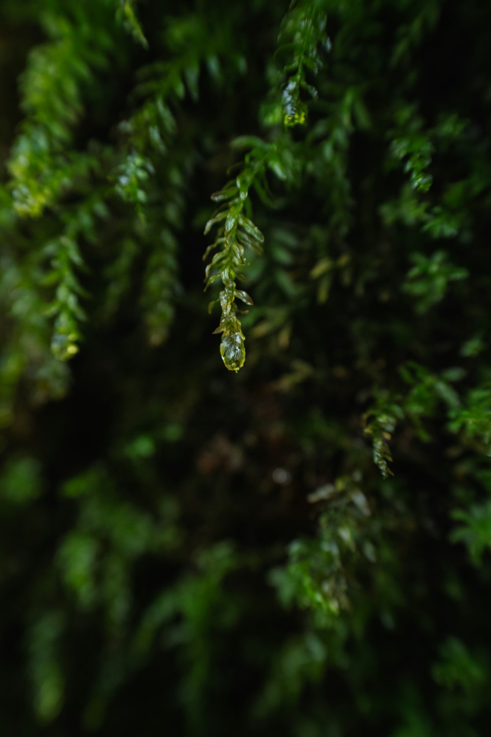 a drop of water hanging from a tree branch