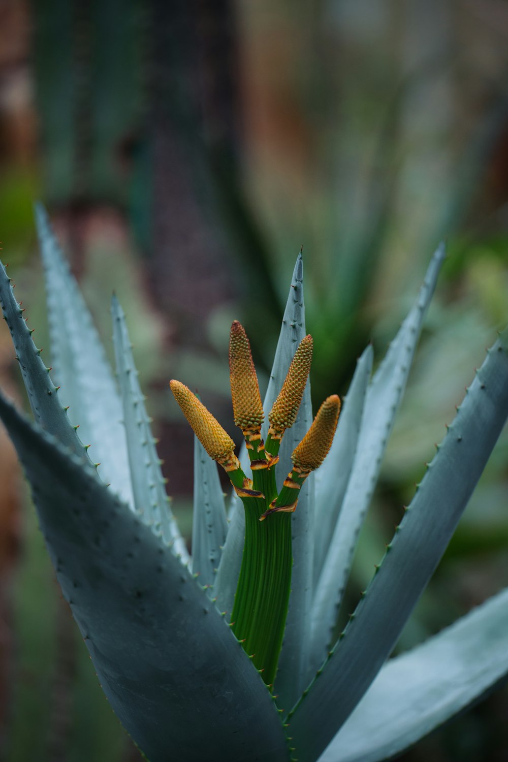 a close up of a flower on a plant