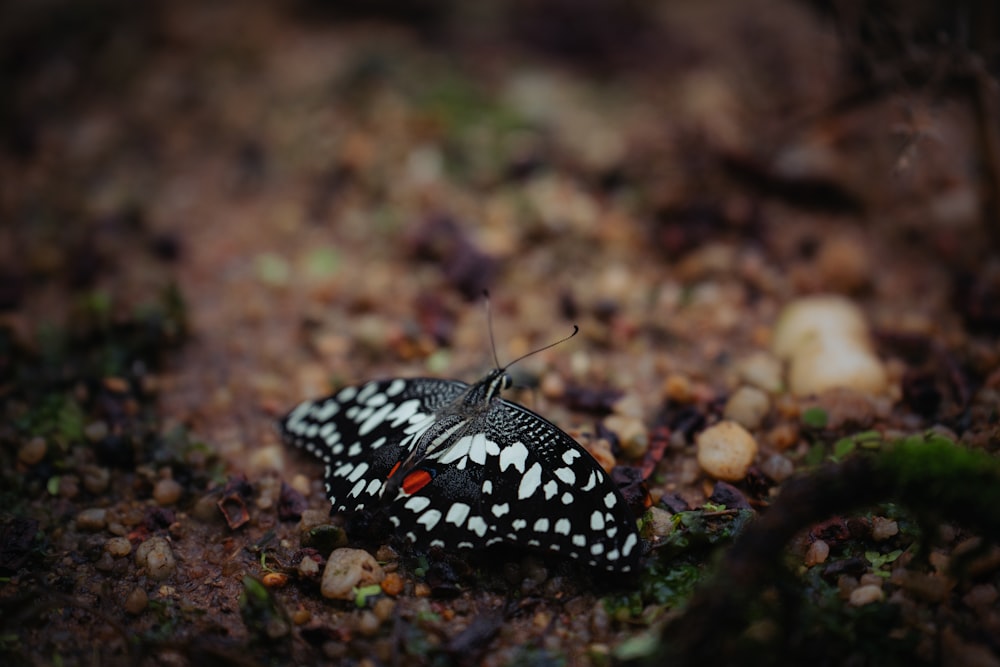 a black and white butterfly sitting on the ground