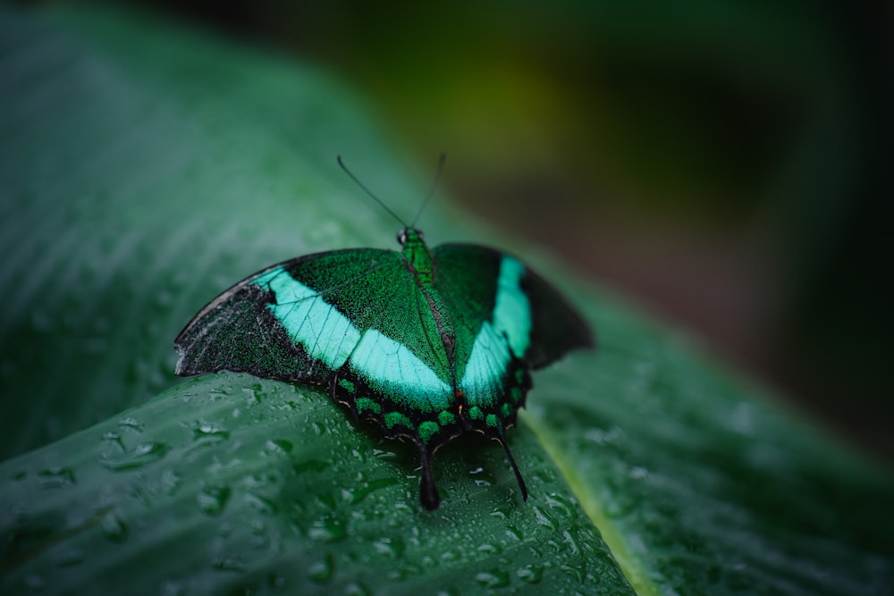 a green and black butterfly sitting on a green leaf