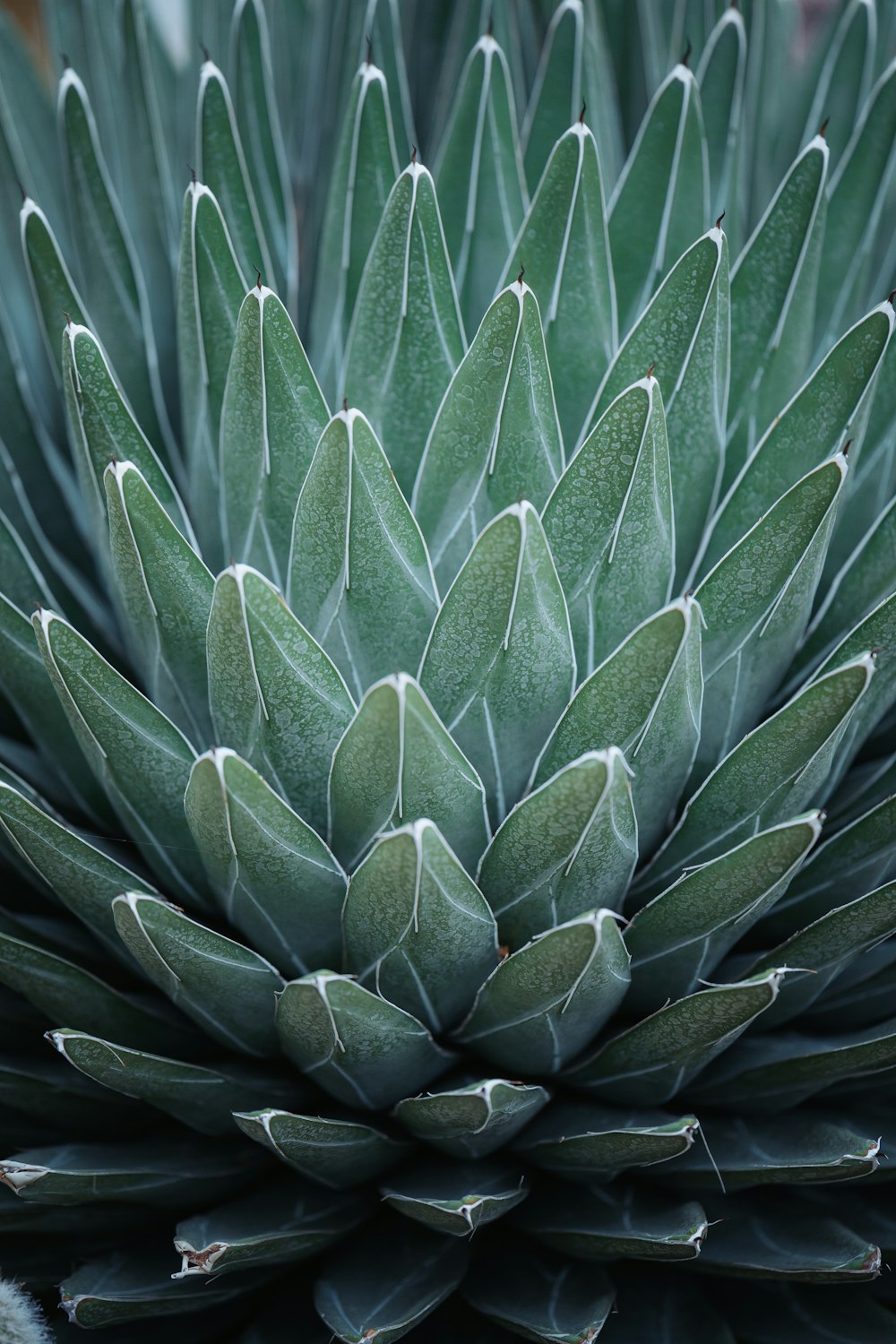 a close up of a large green plant