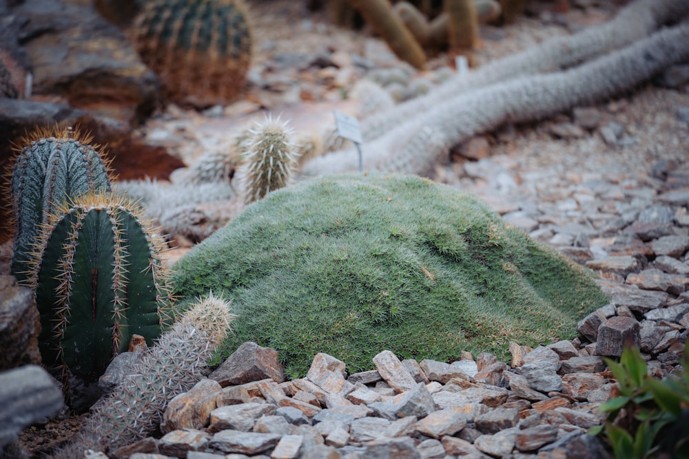 a cactus and other plants in a rocky area