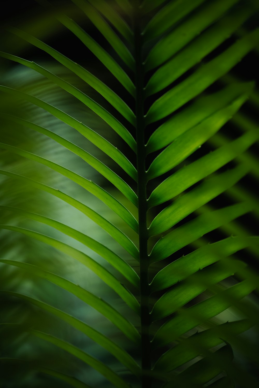 a close up of a large green leaf