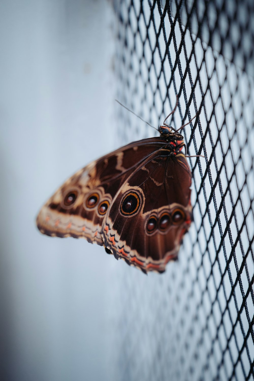 a brown butterfly sitting on top of a metal net