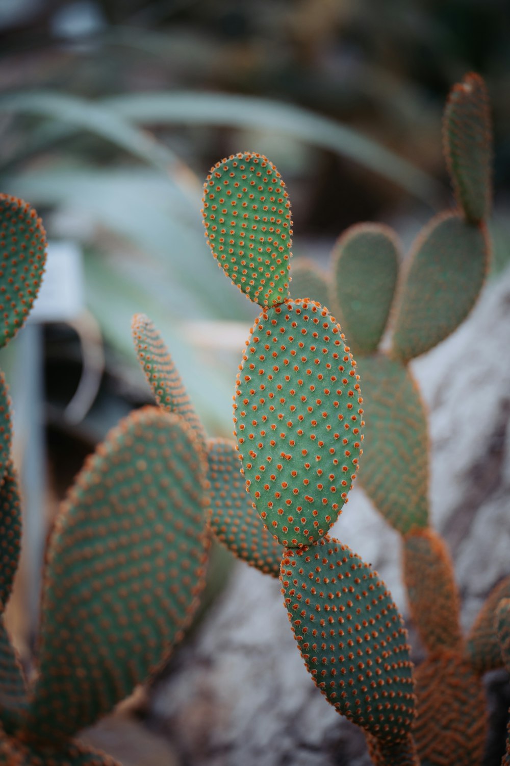 a close up of a cactus plant with a blurry background