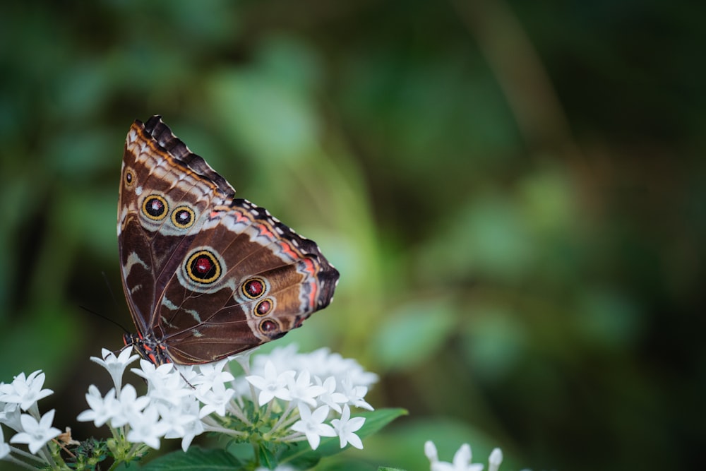 a close up of a butterfly on a flower