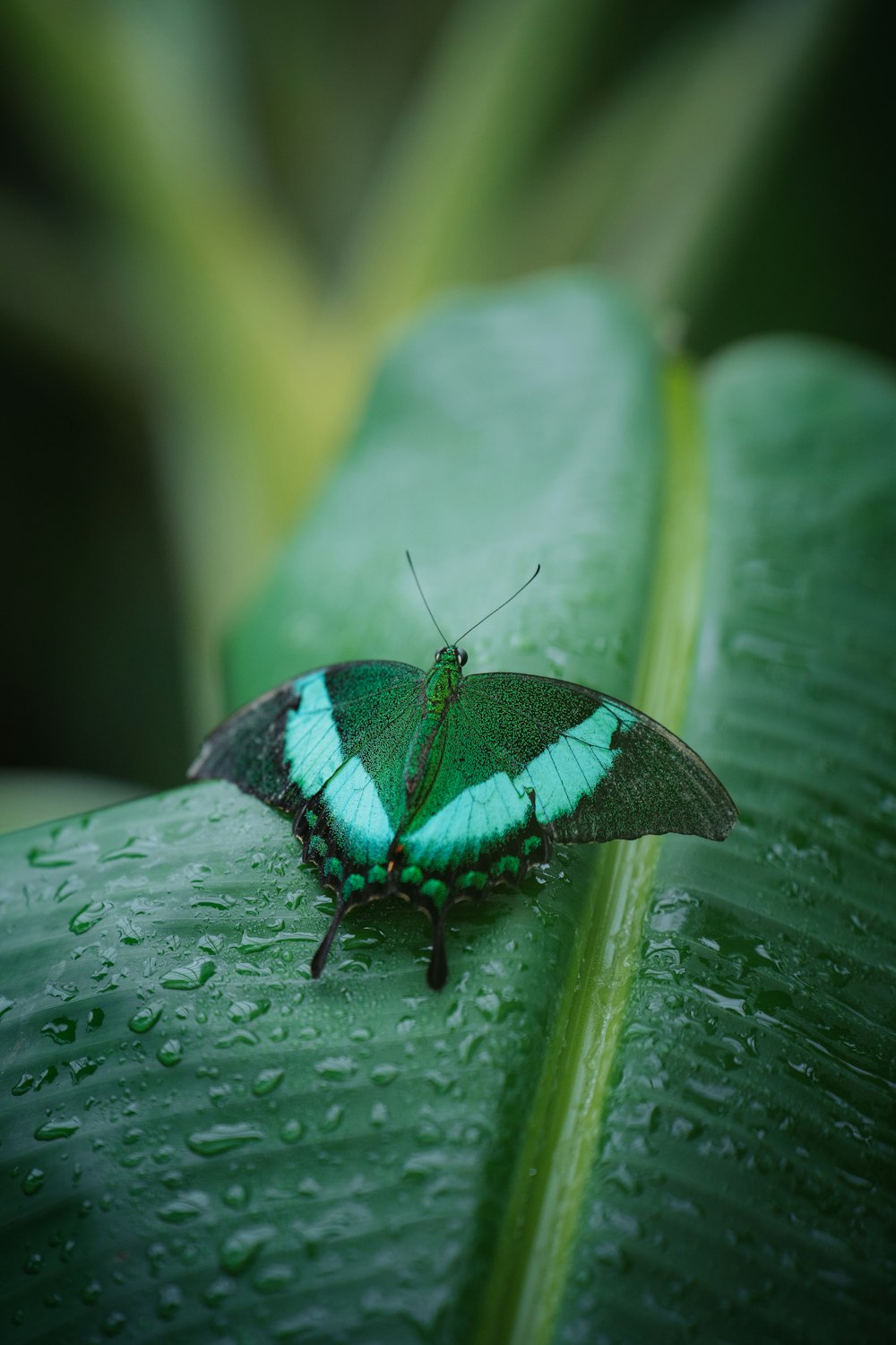 a green and black butterfly sitting on a green leaf
