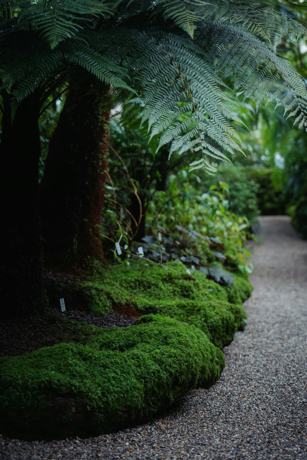 a path in the middle of a lush green forest