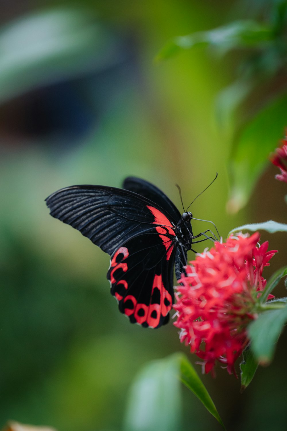 a black and red butterfly sitting on a flower