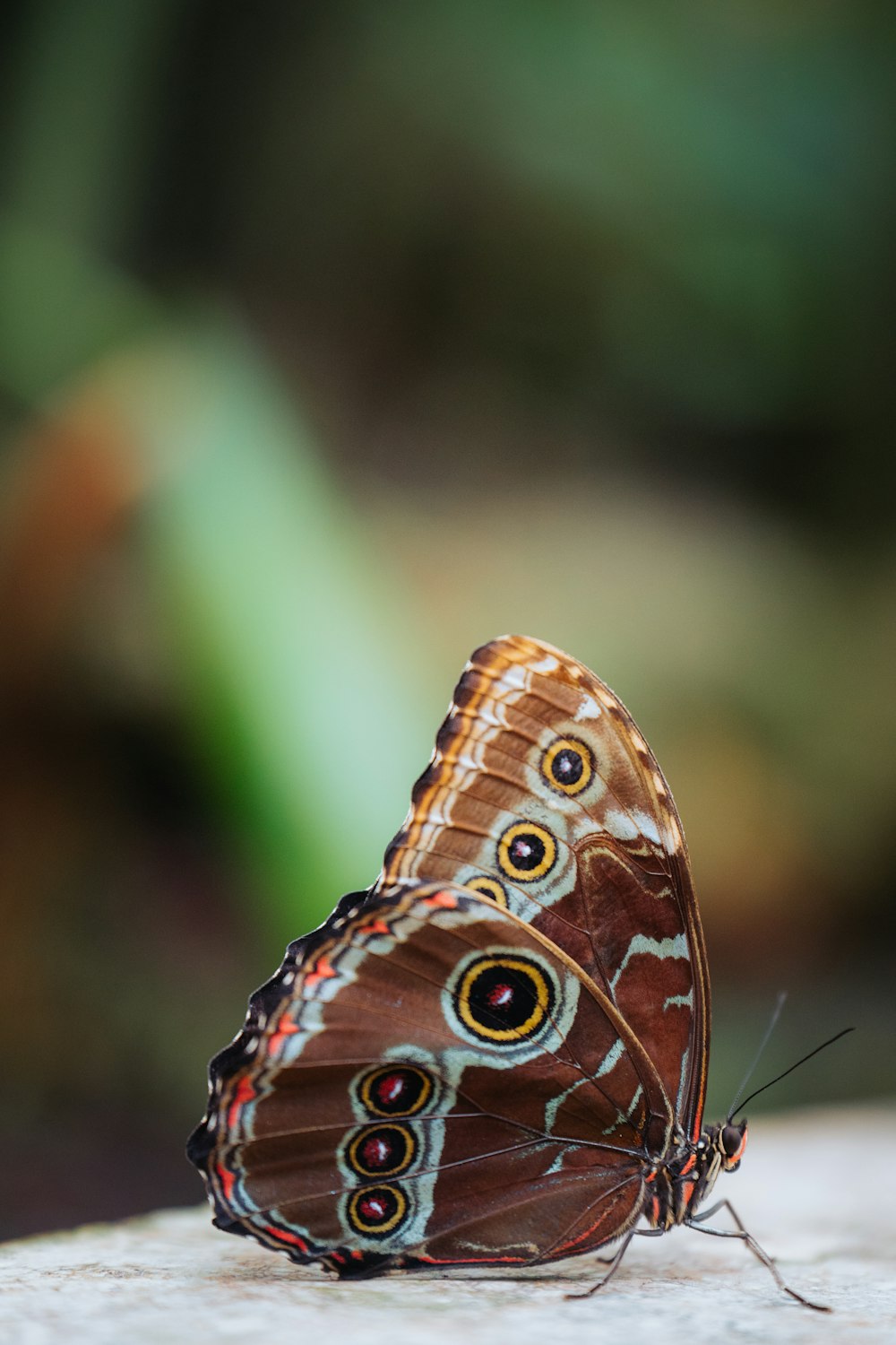 a close up of a butterfly on a rock