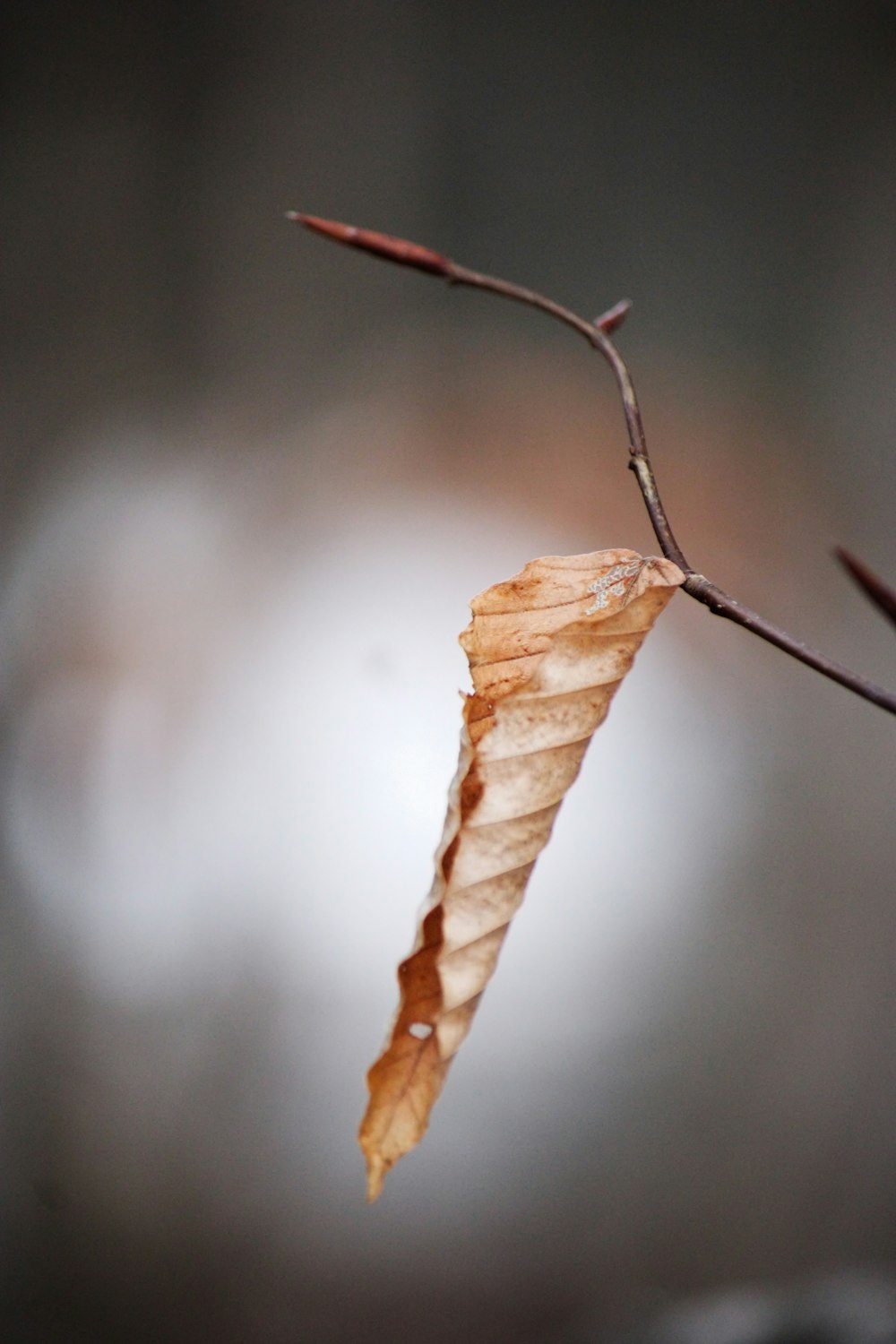 a single leaf hanging from a twig