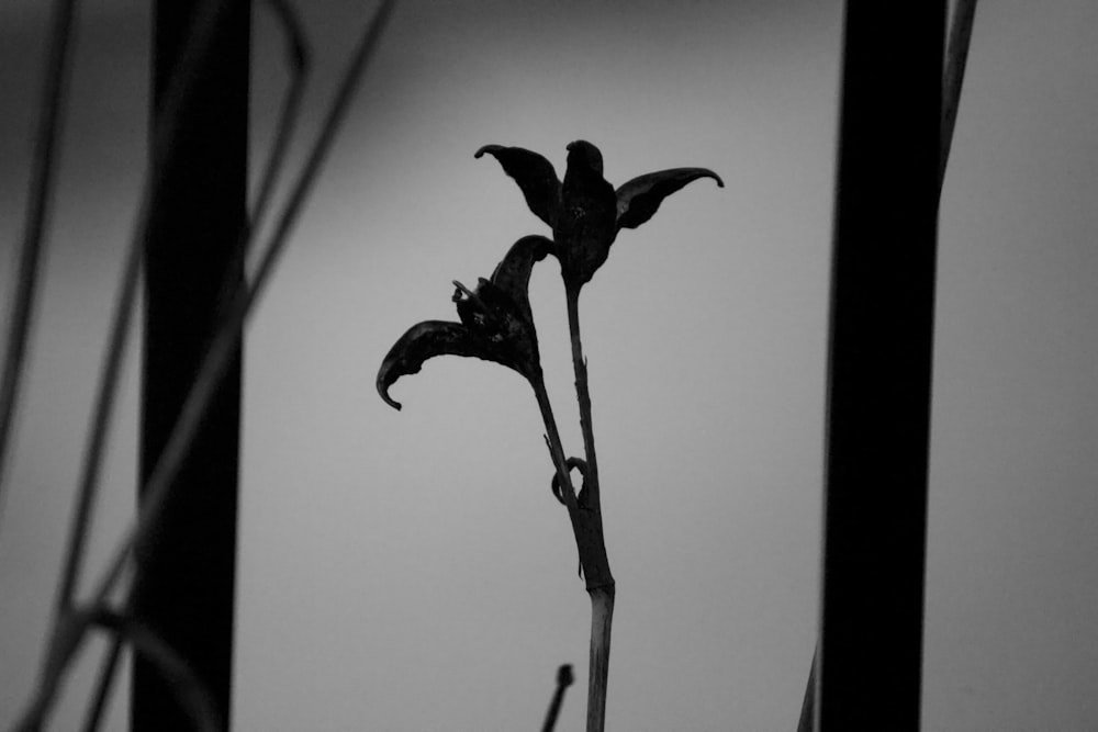 a black and white photo of a flower